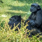 Schimpanse im Tiergarten Parco Natura Viva