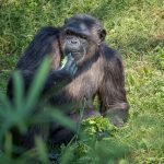 Schimpanse im Tiergarten Parco Natura Viva