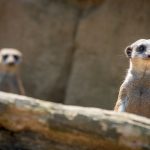 Erdmännchen im Tiergarten Parco Natura Viva in Affi