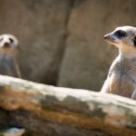 Erdmännchen im Tiergarten Parco Natura Viva in Affi