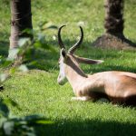 Gazelle im Tiergarten Parco Natura Viva in Affi