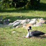 Vogel im Tiergarten Parco Natura Viva in Affi