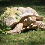 Schildkröte im Tiergarten Parco Natura Viva in Affi