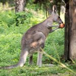 Känguru im Tiergarten Parco Natura Viva in Affi