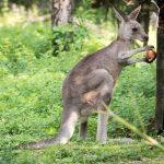 Känguru im Tiergarten Parco Natura Viva in Affi