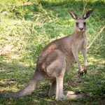 Känguru im Tiergarten Parco Natura Viva in Affi