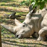 Nasjorn im Tiergarten Parco Natura Viva in Affi