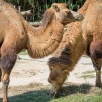 Kamele im Tiergarten Parco Natura Viva in Affi