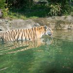 Tiger im Tiergarten Parco Natura Viva in Affi