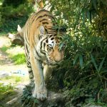 Tiger im Tiergarten Parco Natura Viva in Affi