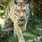 Tiger im Tiergarten Parco Natura Viva in Affi