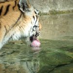 Tiger im Tiergarten Parco Natura Viva in Affi