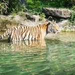 Tiger im Tiergarten Parco Natura Viva in Affi