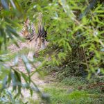 Tiger im Tiergarten Parco Natura Viva in Affi