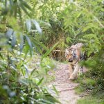 Tiger im Tiergarten Parco Natura Viva in Affi