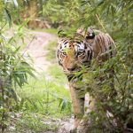 Tiger im Tiergarten Parco Natura Viva in Affi