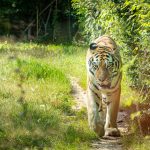 Tiger im Tiergarten Parco Natura Viva in Affi