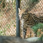 Ozelt im Tiergarten Parco Natura Viva in Affi