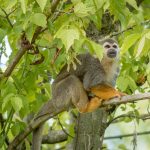 Affe im Tiergarten Parco Natura Viva in Affi