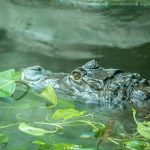 Krokodil im Tiergarten Parco Natura Viva in Affi