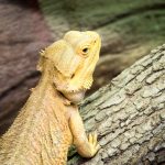 Echse im Tiergarten Parco Natura Viva in Affi