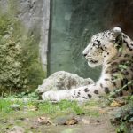 Schneeleopard im Tiergarten Parco Natura Viva in Affi