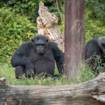 Schimpanse im Tiergarten Parco Natura Viva