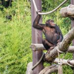 Schimpanse im Tiergarten Parco Natura Viva