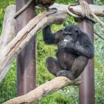 Schimpanse im Tiergarten Parco Natura Viva