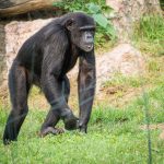 Schimpanse im Tiergarten Parco Natura Viva