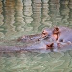 Nilpferd im Tiergarten Parco Natura Viva in Affi