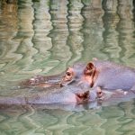 Nilpferd im Tiergarten Parco Natura Viva in Affi