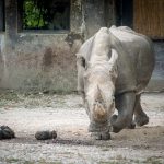 Nasjorn im Tiergarten Parco Natura Viva in Affi