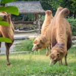 Kamele im Tiergarten Parco Natura Viva in Affi