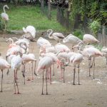 Flamingo im Tiergarten Parco Natura Viva in Affi