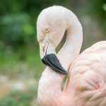 Flamingo im Tiergarten Parco Natura Viva in Affi