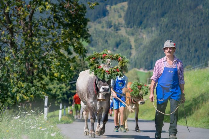 Kranzkuh beim Almabtrieb in Latzfons