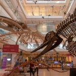 Dinosaurier – Museo delle Scienze