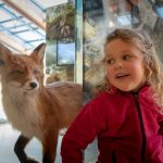 Fuchs im Museo delle Scienze