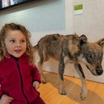 Wolf im Museo delle Scienze