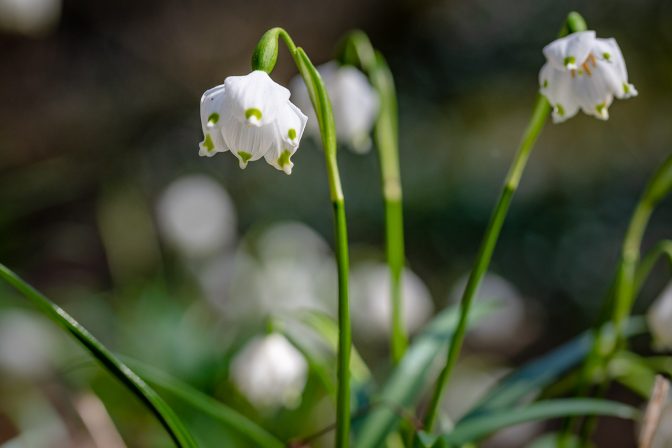 Märzenbecher im Frühlingstal