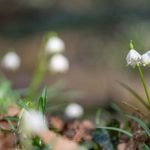 Märzenbecher im Frühlingstal