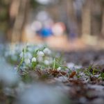 Märzenbecher im Frühlingstal