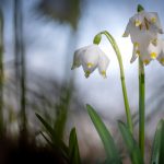 Märzenbecher im Frühlingstal