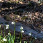 Märzenbecher im Frühlingstal am Angelbach