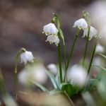 Märzenbecher im Frühlingstal am Angelbach