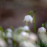 Märzenbecher im Frühlingstal am Angelbach