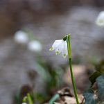 Märzenbecher im Frühlingstal am Angelbach