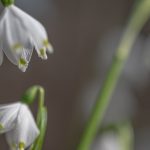 Märzenbecher im Frühlingstal