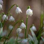 Märzenbecher im Frühlingstal